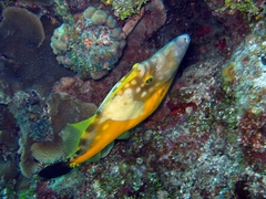 Cantherhines macrocerus