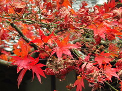 Acer palmatum