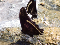 Papilio nireus