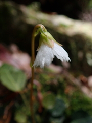 Shortia rotundifolia