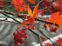 Acer palmatum
