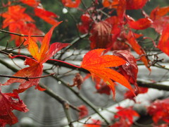 Acer palmatum
