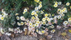 Chrysanthemum indicum