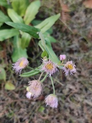 Erigeron philadelphicus