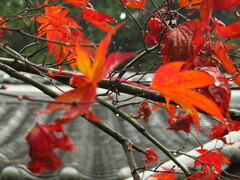 Acer palmatum