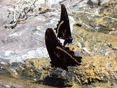Papilio nireus