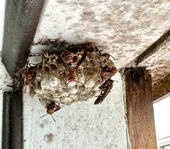 Polistes dorsalis dorsalis