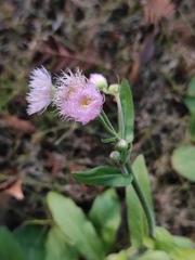 Erigeron philadelphicus