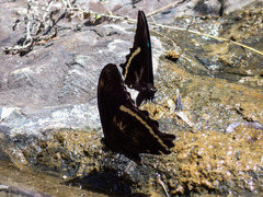 Papilio nireus
