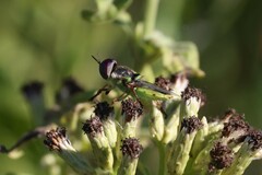 Hedriodiscus truquii