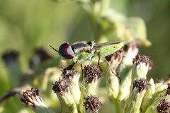 Hedriodiscus truquii