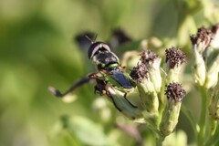 Hedriodiscus truquii