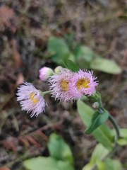 Erigeron philadelphicus