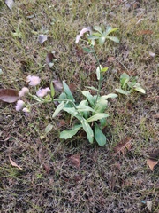 Erigeron philadelphicus