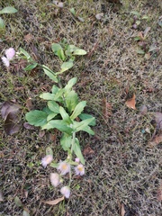 Erigeron philadelphicus