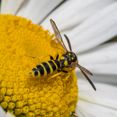 Sapyga centrata