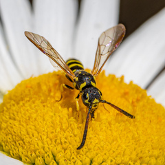 Sapyga centrata