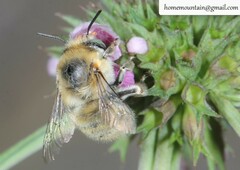 Anthophora borealis