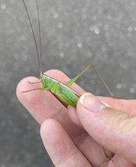 Conocephalus exemptus