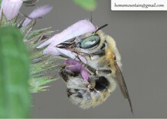 Anthophora borealis