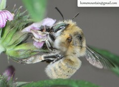 Anthophora borealis