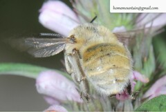 Anthophora borealis