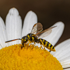 Sapyga centrata