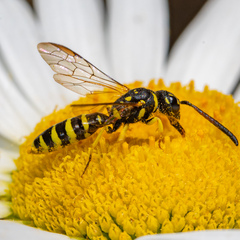 Sapyga centrata
