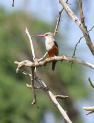 Halcyon leucocephala