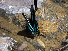 Papilio nireus