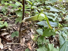Arisaema formosanum