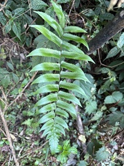 Dryopteris scottii