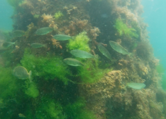 Helotes octolineatus