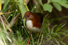 Laterallus leucopyrrhus