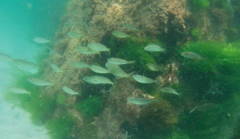 Helotes octolineatus