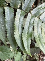 Dryopteris scottii