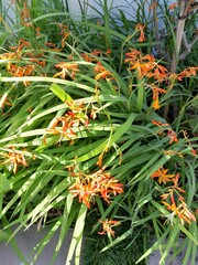 Crocosmia aurea