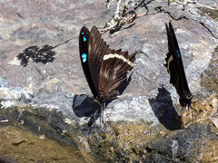 Papilio nireus