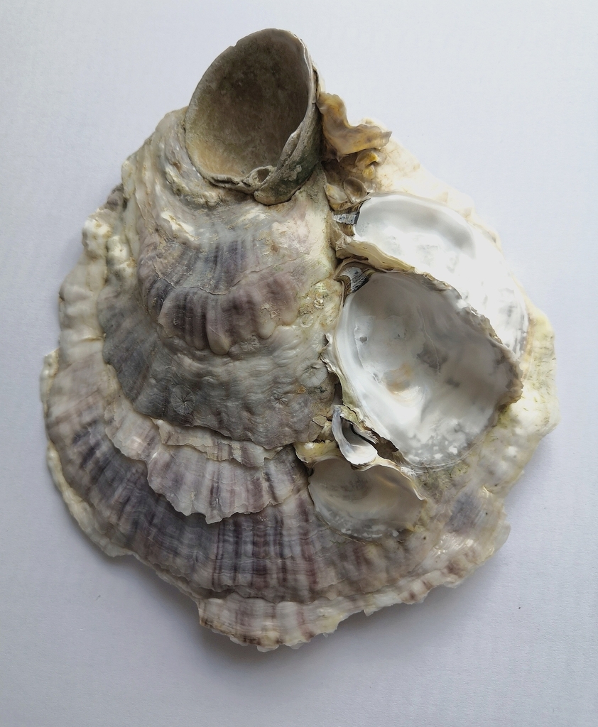 Magallana nippona