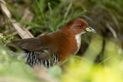 Laterallus leucopyrrhus