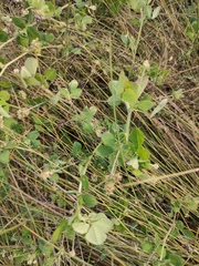 Medicago lupulina