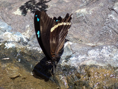 Papilio nireus