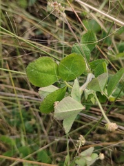 Medicago lupulina