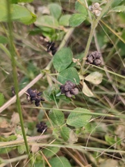 Medicago lupulina