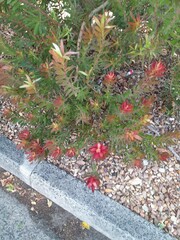 Alatosperma
