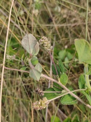 Medicago lupulina
