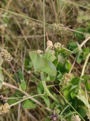 Medicago lupulina