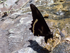 Papilio nireus