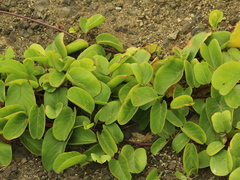 Ipomoea pes-caprae brasiliensis