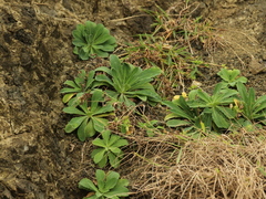 Crepidiastrum lanceolatum